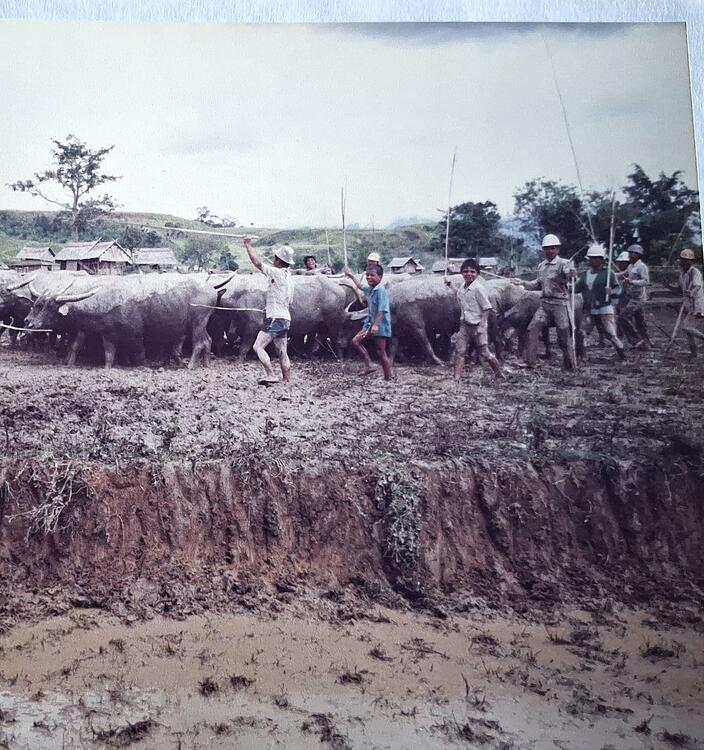 Mengolah sawah menggunakan tenaga kerbau